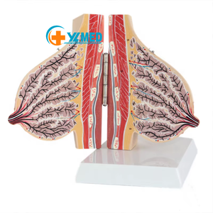 Modelo de Seno Femenino en Lactancia, Modelo Anatómico de PVC para Ciencias Médicas, para Uso en Escuelas de Medicina y Hospitales, para el Embarazo y el Parto - Product Image 1