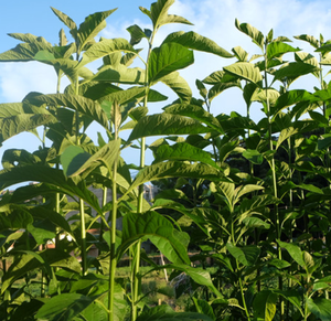 1000g di foglie di tè secche africane - Product Image 2