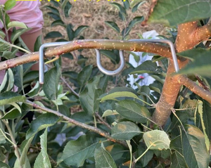 เครื่องมือจัดแต่งกิ่งไม้ผลจากโรงงานโดยตรง สำหรับการจัดทรงกิ่งไม้ผล ทำจากโลหะ - Product Image 5