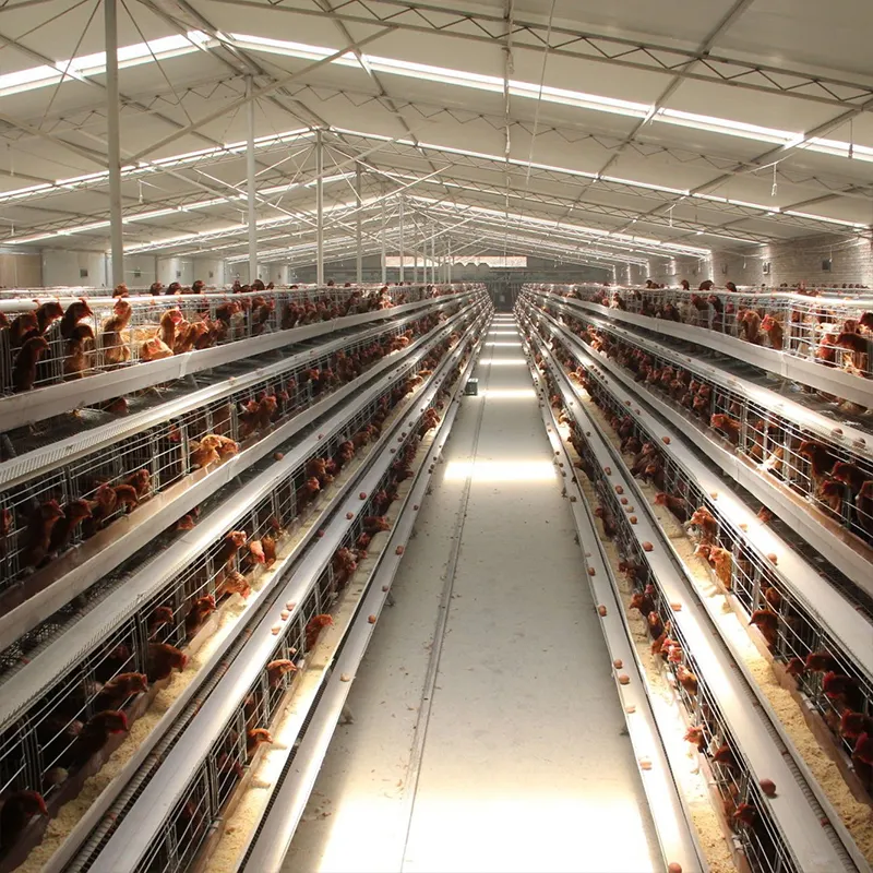 Factory whole sale battery cages for poultry chicken layer cage 1000 chickens poultry farm broiler chicken cage automatic
