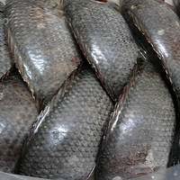 Tilapia entière congelée, emballée sous vide, pour la restauration