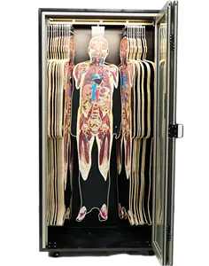 ECDH Digital Human Tomographic Model HD Image For Medical Teaching