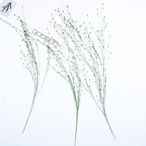 Hojas de Hierba de Fuente Secas y Prensadas, Follaje Natural Ornamental para Manualidades con Resina y Decoración - Product Image 3