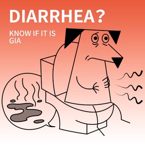 Sabervet Großhandel Giardia Hocker <span class=keywords><strong>Test</strong></span> Pet <span class=keywords><strong>Antigen</strong></span> <span class=keywords><strong>Test</strong></span> - Product Image 6