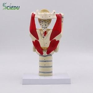 Modèle anatomique <span class=keywords><strong>de</strong></span> squelette grossi 3 fois SCIEDU, aide pédagogique pour l'anatomie laryngée, thyroï<span class=keywords><strong>de</strong></span>, pomme <span class=keywords><strong>de</strong></span> Adam, larynx, modèle anatomique en PVC - Product Image 1