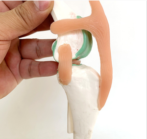 Modelo Anatómico de Rodilla Canina, Modelo de Enseñanza de Función de Ligamentos y Articulaciones <span class=keywords><strong>del</strong></span> <span class=keywords><strong>Esqueleto</strong></span> Canino - Product Image 5