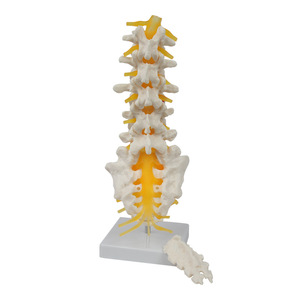 Modelo de enseñanza ortopédica de 5 segmentos de la zona lumbar vertebral, sacro y nervio accesorio II abierto, venta al por mayor del fabricante. - Product Image 4