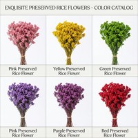Fleurs de riz naturelles préservées, bouquet de fleurs séchées, fleurs éternelles réelles, matériaux pour artisanat en résine DIY, bouquet de mariage, décoration intérieure