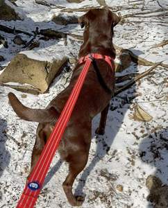 บลูเบอร์รี่สัตว์เลี้ยงจำเป็นสะท้อนแสงดีกว่าสายจูงสุนัข, แอปริคอท, 5ฟุต x 3/4 ", ขนาดกลาง, สายจูงสำหรับสุนัข - Product Image 4