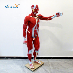 Modelo de <span class=keywords><strong>Esqueleto</strong></span> <span class=keywords><strong>Humano</strong></span> de Tamaño Real de 29 Partes para Entrenamiento Médico en Escuelas y Hospitales - Product Image 1