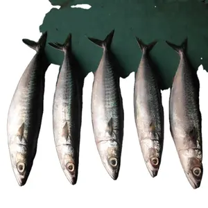 דג מקרל פסיפיק עגול שלם גודל 300-400 גרם קפוא בסגנון