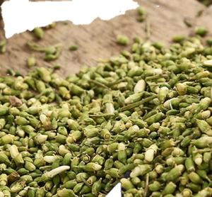 香りのお茶のための自然な生芽乾燥日本の塔の木の花 - Product Image 4