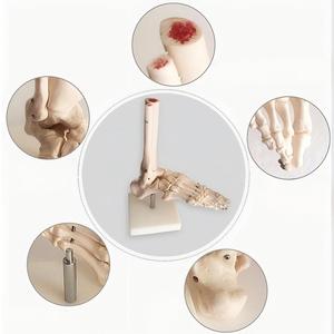 Modello Anatomico del Piede e della Caviglia Umani a Grandezza Naturale 1:1 con Base per Insegnamento Medico - Product Image 5