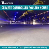 Mangeoire automatique pour poulets de chair, équipement d'élevage avicole, ligne d'alimentation en paniers avec abreuvoir à tétine pour l'élevage de poulets de chair