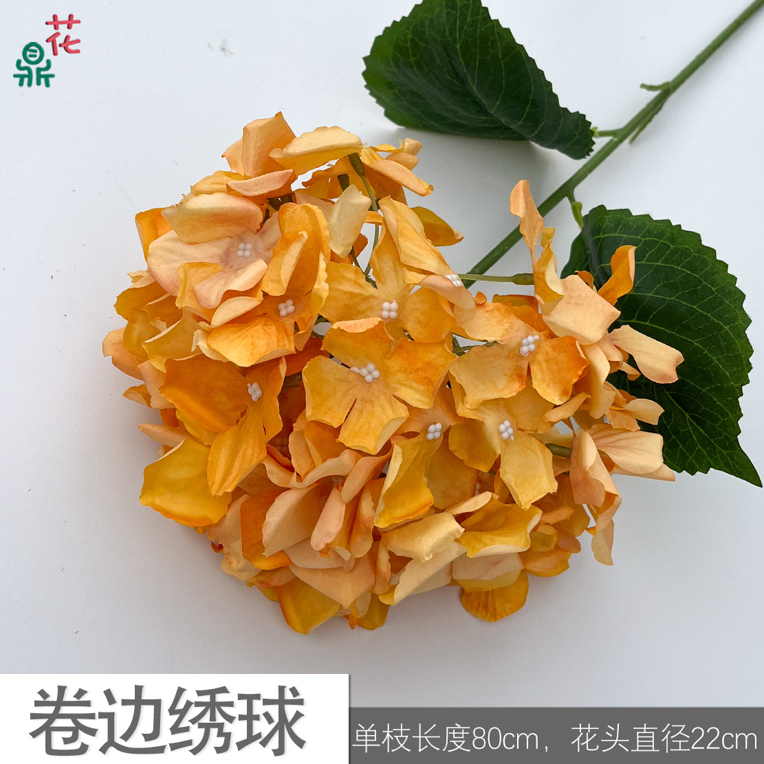 Curled hydrangea xs orange