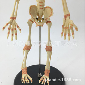 Modello di cranio di bambino, modello di <span class=keywords><strong>scheletro</strong></span> di bambino, <span class=keywords><strong>scheletro</strong></span> di bambino piccolo, modello di osso umano, istruzioni per il disegno di una figura umana. - Product Image 4