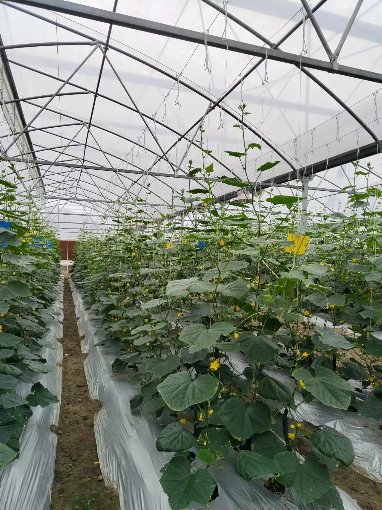 Sistema colgante de plantas de invernadero para pepino, pimienta, sistema de elevación de granja agrícola