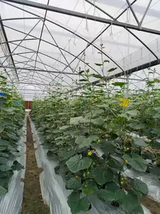 Sistem gantung tanaman rumah kaca untuk sistem angkat pertanian lada timun
