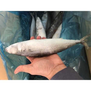 Sardinas Congeladas a Bajo <span class=keywords><strong>Precio</strong></span>, 6-7/9-10 Piezas/<span class=keywords><strong>kg</strong></span>, Venta al Por Mayor - Product Image 5