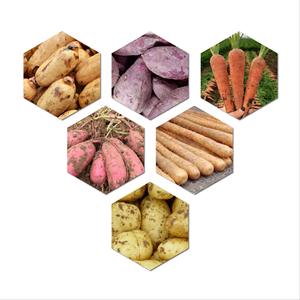 Lavadora de Frutas y Verduras de Alta Eficiencia, Duradera y de Fácil Operación, con Rodillos Cepilladores, Fabricada en China - Product Image 4