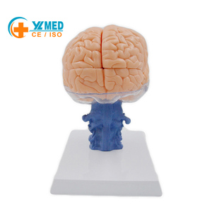 Разборная анатомическая модель мозга человека в натуральную величину (15 частей) для обучения: нервная структура и органы - Product Image 1