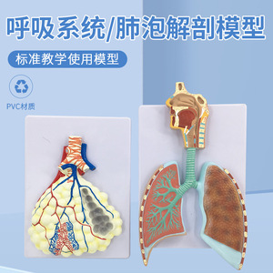 Modèle médical en relief agrandi de l'anatomie du système respiratoire humain, du tissu alvéolaire, des cavités nasale et orale. - Product Image 2