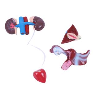 Modell des weiblichen Harn systems Blasen-und Harnleiter struktur für Biologie und medizinische Lehre - Product Image 3