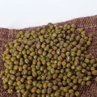 Haricots mungo vertes vif, nouvelle collection de haute qualité, vert vif, Kacang vert