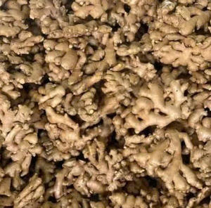 ขิงออร์แกนิกธรรมชาติจากประเทศเวียดนามที่มีสีสดใสและมีความร้อนอ่อนสำหรับชงชาและสมุนไพร - Product Image 2