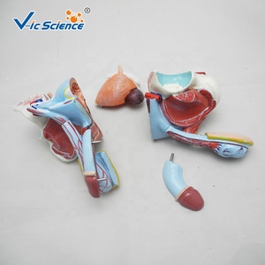Modelo Avanzado de <span class=keywords><strong>Genitales</strong></span> Masculinos <span class=keywords><strong>Internos</strong></span> y Externos - Product Image 2