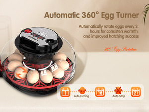 Incubadora de Huevos Automática Mini y Fácil de Usar de la Marca HHD, Incubadora de Huevos de <span class=keywords><strong>Pato</strong></span> Económica para 12 Huevos - Product Image 2