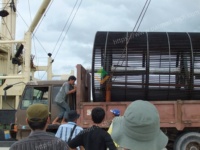 Nouvelle machine à décortiquer et à égrener les bunches de fruits de palmier YAHUA à haute productivité, capacité de 45 000 kg/h, ligne de production d'huile de palme 380V