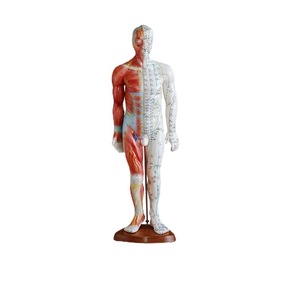 Modèle d'<span class=keywords><strong>acupuncture</strong></span> scientifique médicale EwayHealth 55 cm, points d'<span class=keywords><strong>acupuncture</strong></span> humains avec massage musculaire, modèle pédagogique en PVC - Product Image 3