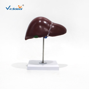 Modèle d'anatomie du foie 1:1, outil pédagogique médical pour l'enseignement de l'anatomie du foie - Product Image 2