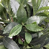 72cm hochwertige künstliche Lorbeer Bay Tree künstliche Pflanze Faux Bonsai Tree künstlicher Baum für Innendekoration