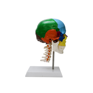 Modelo anatómico del <span class=keywords><strong>esqueleto</strong></span> de la anatomía humana <span class=keywords><strong>con</strong></span> la vértebra cervical coloreada de los <span class=keywords><strong>huesos</strong></span> - Product Image 3
