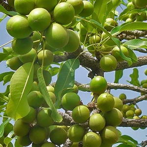 Beurre de karité importé, crème hydratante pure et naturelle, adaptée à la peau, au corps, au visage et à la croissance des cheveux. Fabrication de savon et de baume à lèvres DIY. - Product Image 3