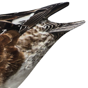 Señuelo de Caza con Diseño Realista de <span class=keywords><strong>Pato</strong></span>, Impresión UV, Corrugado, Personalizable con Flocado - Product Image 6
