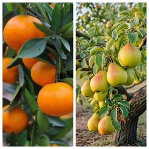 Edetato Disódico <span class=keywords><strong>de</strong></span> Calcio Dihidratado EDTA-CaNa2 CAS 23411-34-9 para <span class=keywords><strong>Aplicaciones</strong></span> Antioxidantes y Conservantes - Product Image 2