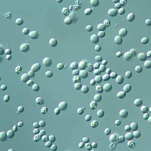 Bestscope BS-2080MH10 Infinite Optical System Research microscopio biologico multitesta per cinque persone - Product Image 3