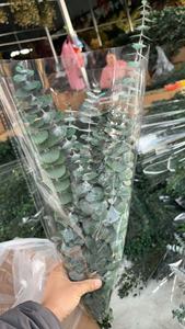 باقة أوراق الأوكالبتوس المحفوظة عالية الجودة بسعر رخيص للبيع بالجملة لتزيين حفلات الزفاف والمنزل - Product Image 3