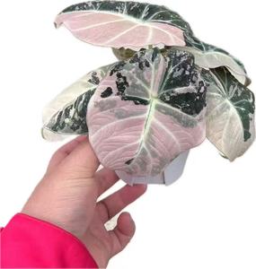 Piante di Alocasia Black Velvet Variegata Coltivate in Laboratorio - Piante da 3-5 cm per Vendita all'Ingrosso, Fogliame Raro Rosa-Verde - Product Image 1
