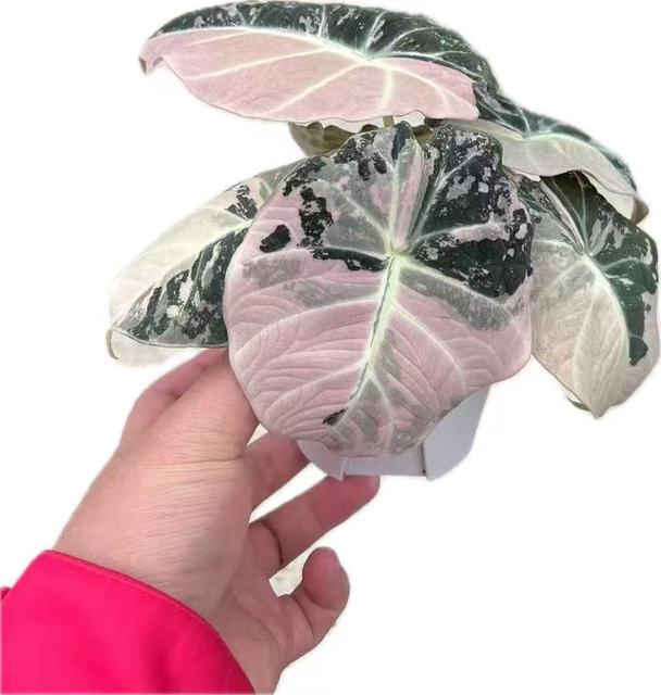 Tissue Culture Variegated Plants: Rare & Lab-Grown