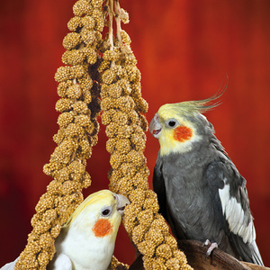 Tallos de mijo superiores para mascotas, tallos de mijo disponibles a granel para un crecimiento mejorado, tallos de mijo frescos de granja a precios competitivos - Product Image 1
