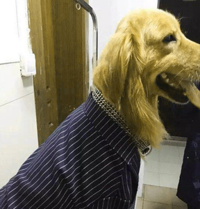 <span class=keywords><strong>Collar</strong></span> de Adiestramiento <span class=keywords><strong>Martingale</strong></span> para Perros, Diseño Sólido, Lujoso, Ecológico, Cadena de Hierro, <span class=keywords><strong>Collar</strong></span> Deslizante para Perros Grandes, Pitbull - Product Image 6