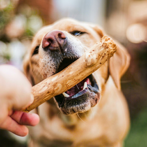 2026 Bâton à mâcher pour chien en bois de café naturel, écologique, qui couine, pour le nettoyage des dents, résistant à l'usure et aux morsures, et anti-halitose - Product Image 1