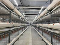 Nouvelle cage à poulets automatique de type H KangFaJiXie KF-HB1 pour poulets de chair, en matériau galvanisé, garantie 5 ans, capacité 180-240