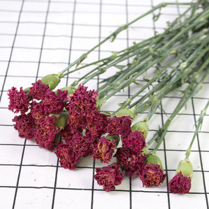Fleurs de carnation séchées naturelles en gros pour la décoration de mariage, la décoration de la maison, les travaux manuels et les arrangements floraux - Product Image 5