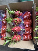 Ninh Thuan Dragon Fruit AA Kwaliteit Wit Vlees 100% Rijp Vers Export India Hongkong 50 Dagen Houdbaarheid Contact WHATSAPP 0084