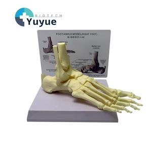 Modèle d'anatomie du pied et de la cheville humains avec ligaments et tendons pour l'enseignement médical - Product Image 1